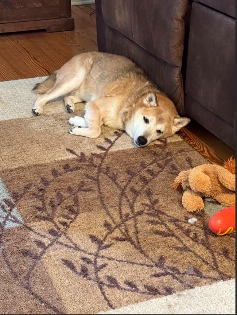 Enlarge Jeter, a ADOPTABLE Shiba Inu in Toms River, NJ image 6/6