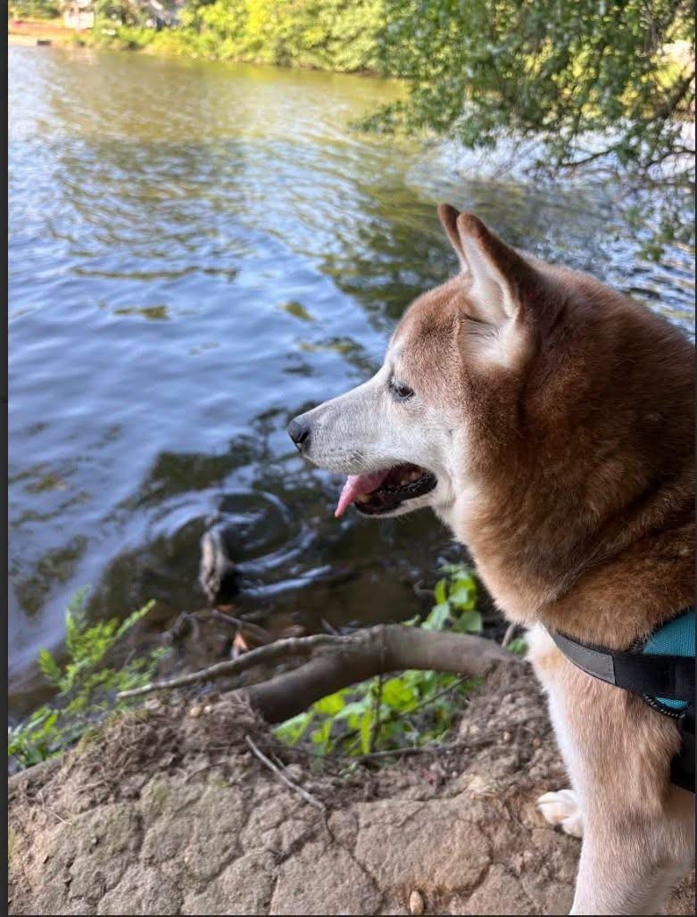 Enlarge Jeter, a ADOPTABLE Shiba Inu in Toms River, NJ image 4/6