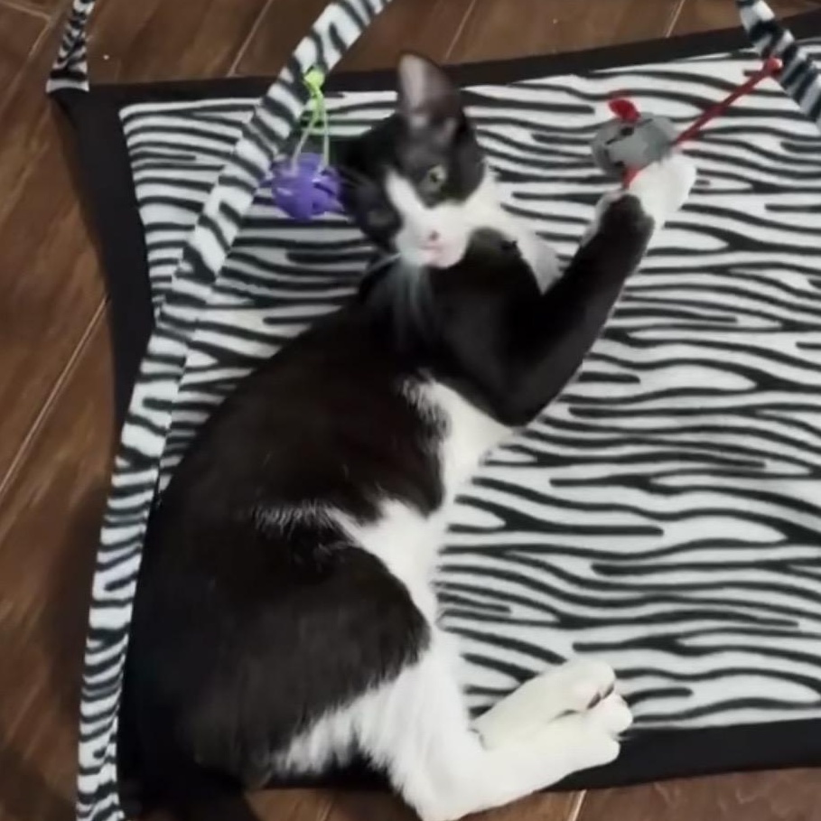 Enlarge Sebastian, a Adoptable Domestic Short Hair in Oakland, NJ image 2/2