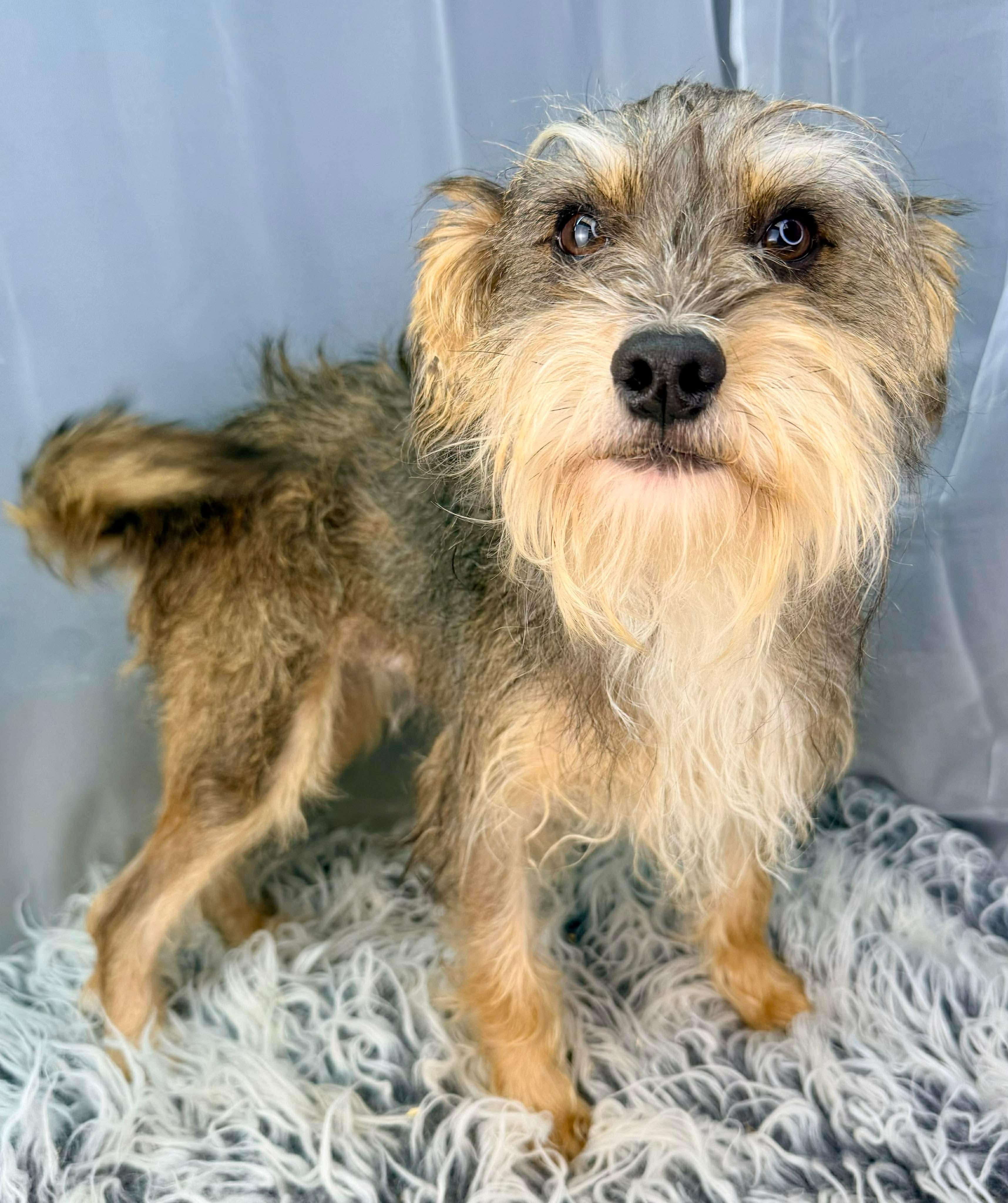 Enlarge DaVinci , a Adoptable mixed breed in Hartford, CT image 3/6