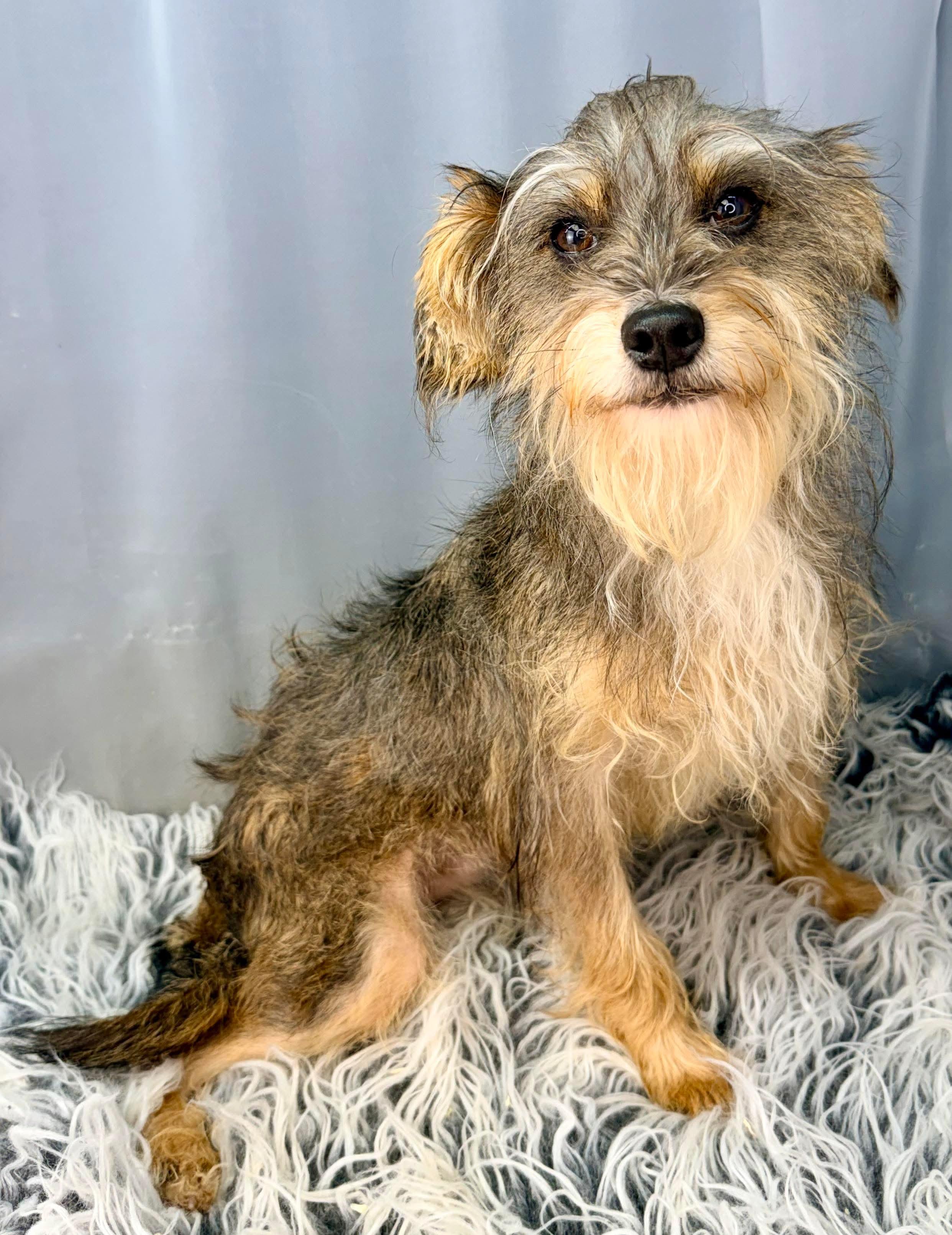 Enlarge DaVinci , a Adoptable mixed breed in Hartford, CT image 4/6