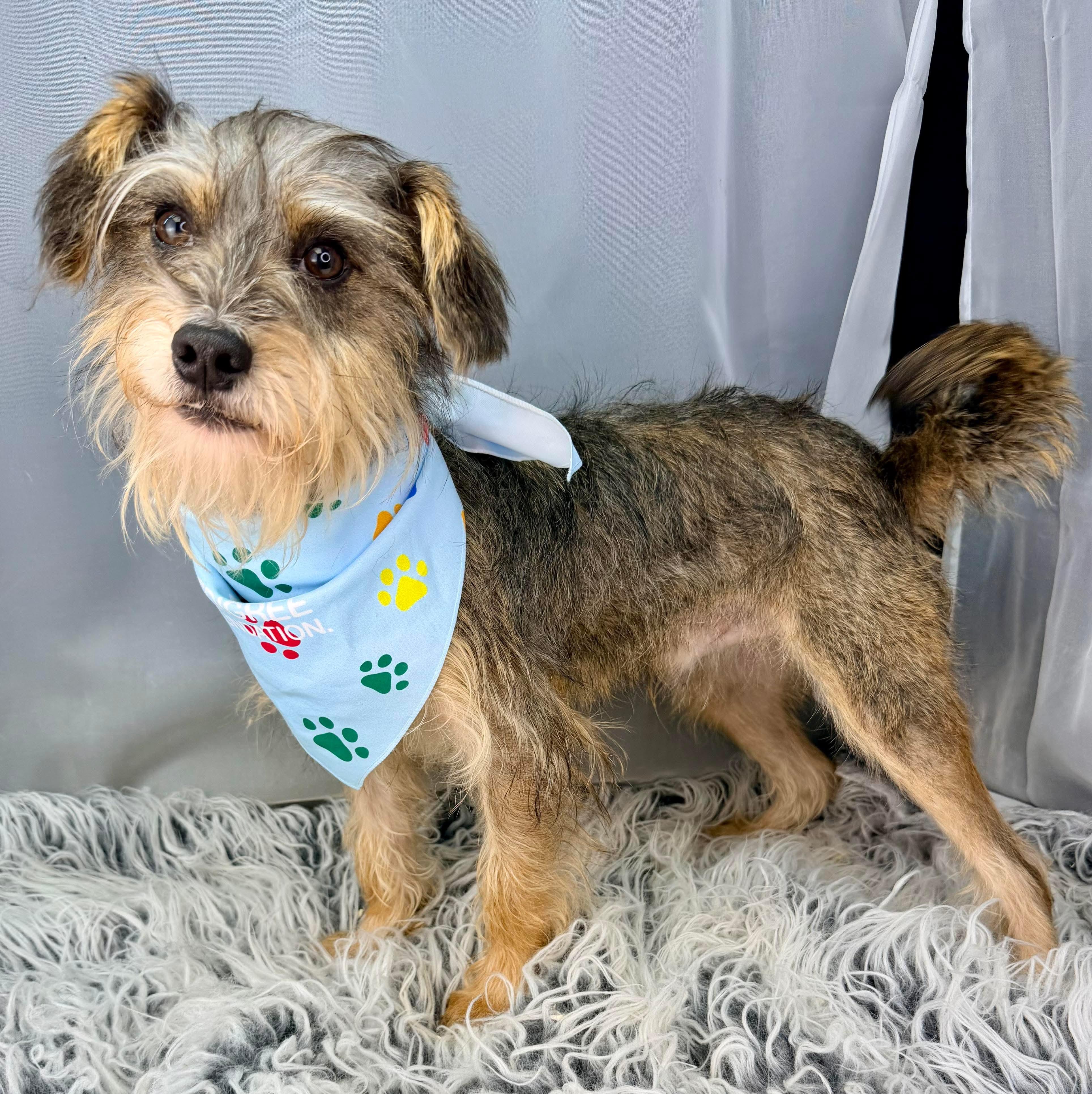 Enlarge DaVinci , a Adoptable mixed breed in Hartford, CT image 2/6