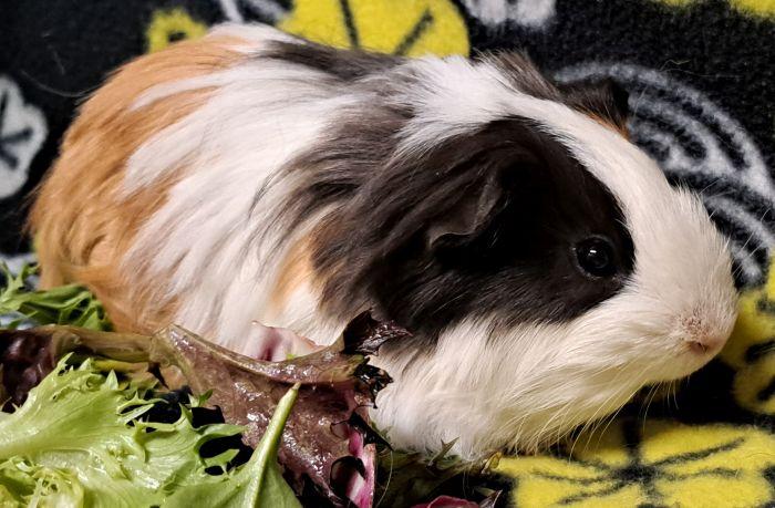 Calvin, a ADOPTABLE Guinea Pig in Steger, IL image 2/2