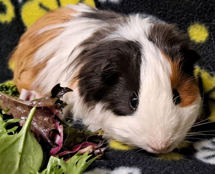 Calvin, ADOPTABLE, Young Male Guinea Pig.
