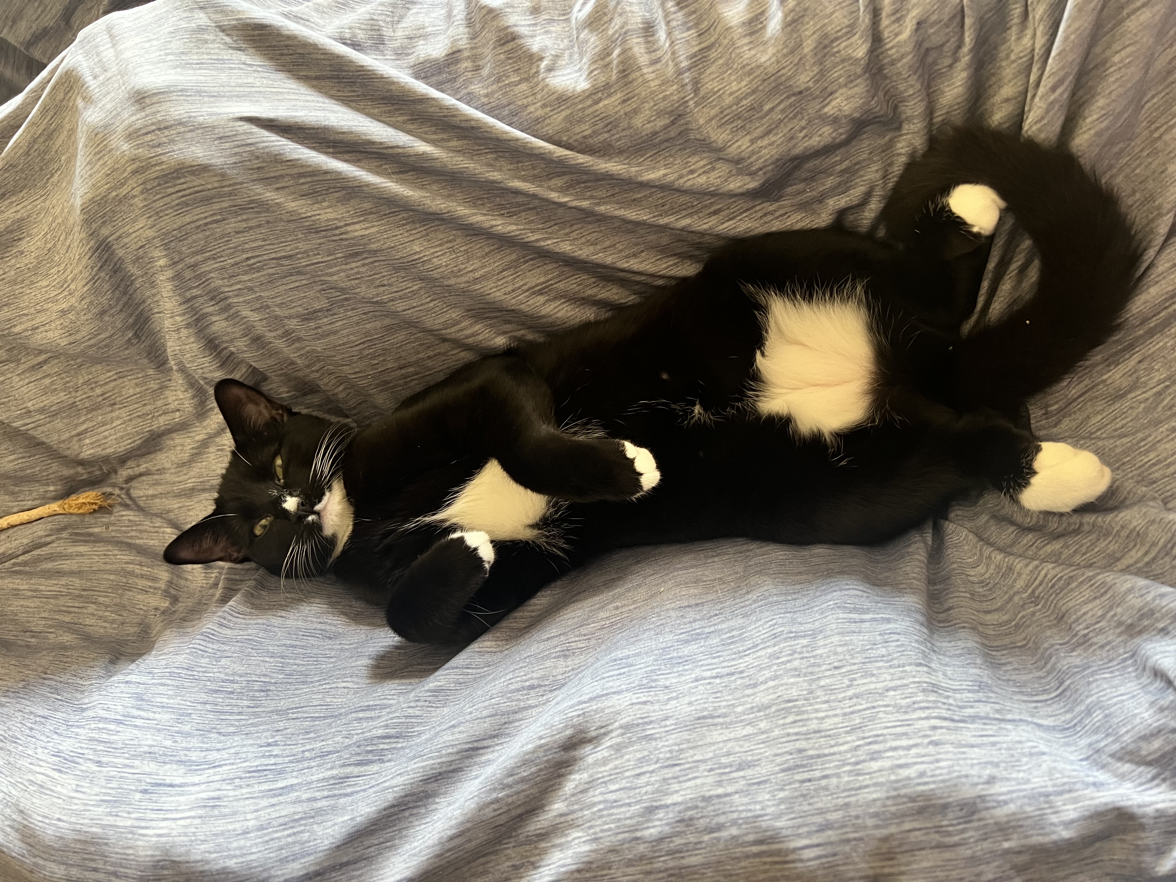 Enlarge Pudding, a Adoptable Tuxedo in Oakley, CA image 2/2
