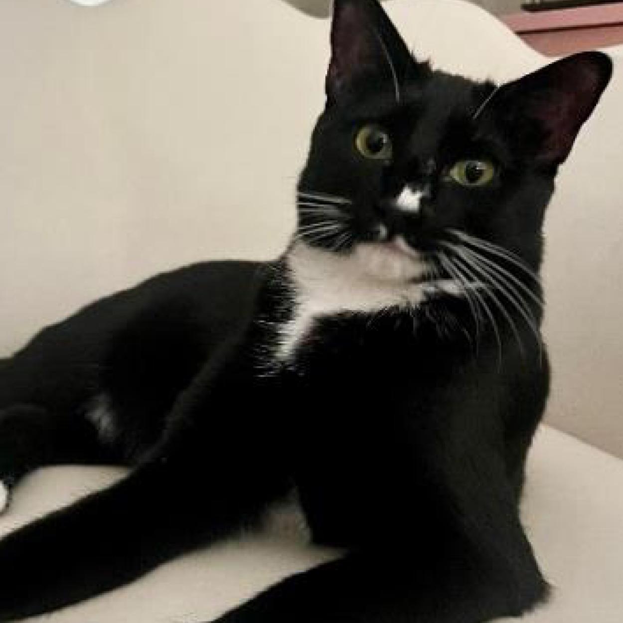 Enlarge Pudding, a Adoptable Tuxedo in Oakley, CA image 1/2