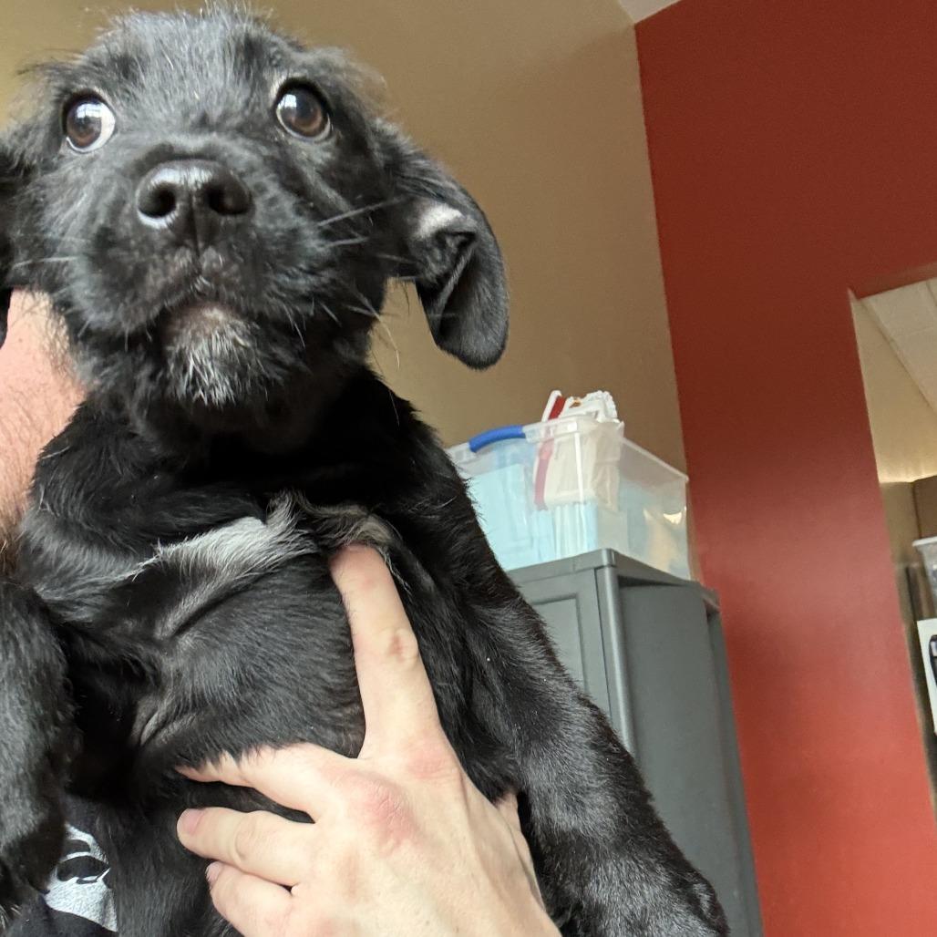 Enlarge Corbyn, a Adoptable mixed breed in Asheville, NC image 1/6