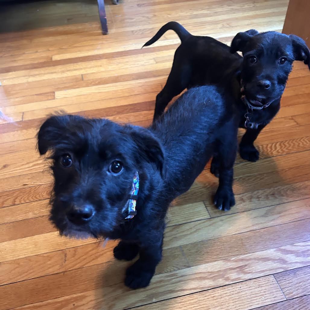 Enlarge Corbyn, a Adoptable mixed breed in Asheville, NC image 3/6
