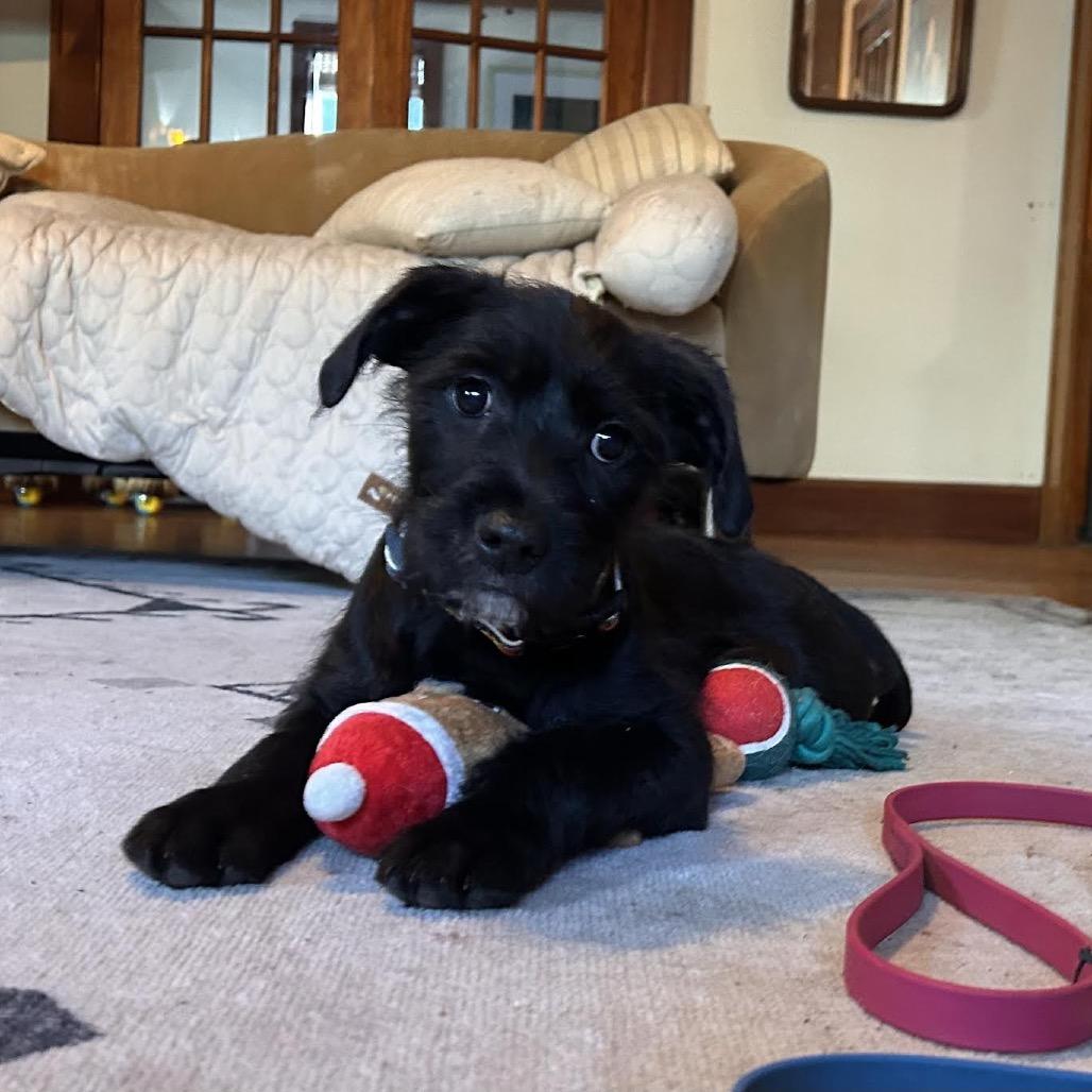 Enlarge Corbyn, a Adoptable mixed breed in Asheville, NC image 4/6