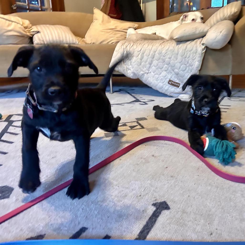 Enlarge Corbyn, a Adoptable mixed breed in Asheville, NC image 5/6