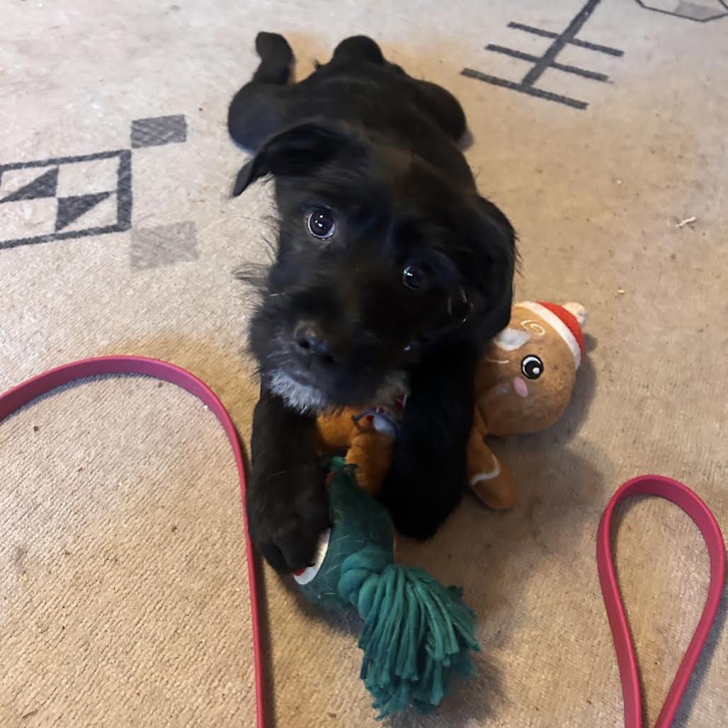 Enlarge Corbyn, a Adoptable mixed breed in Asheville, NC image 6/6