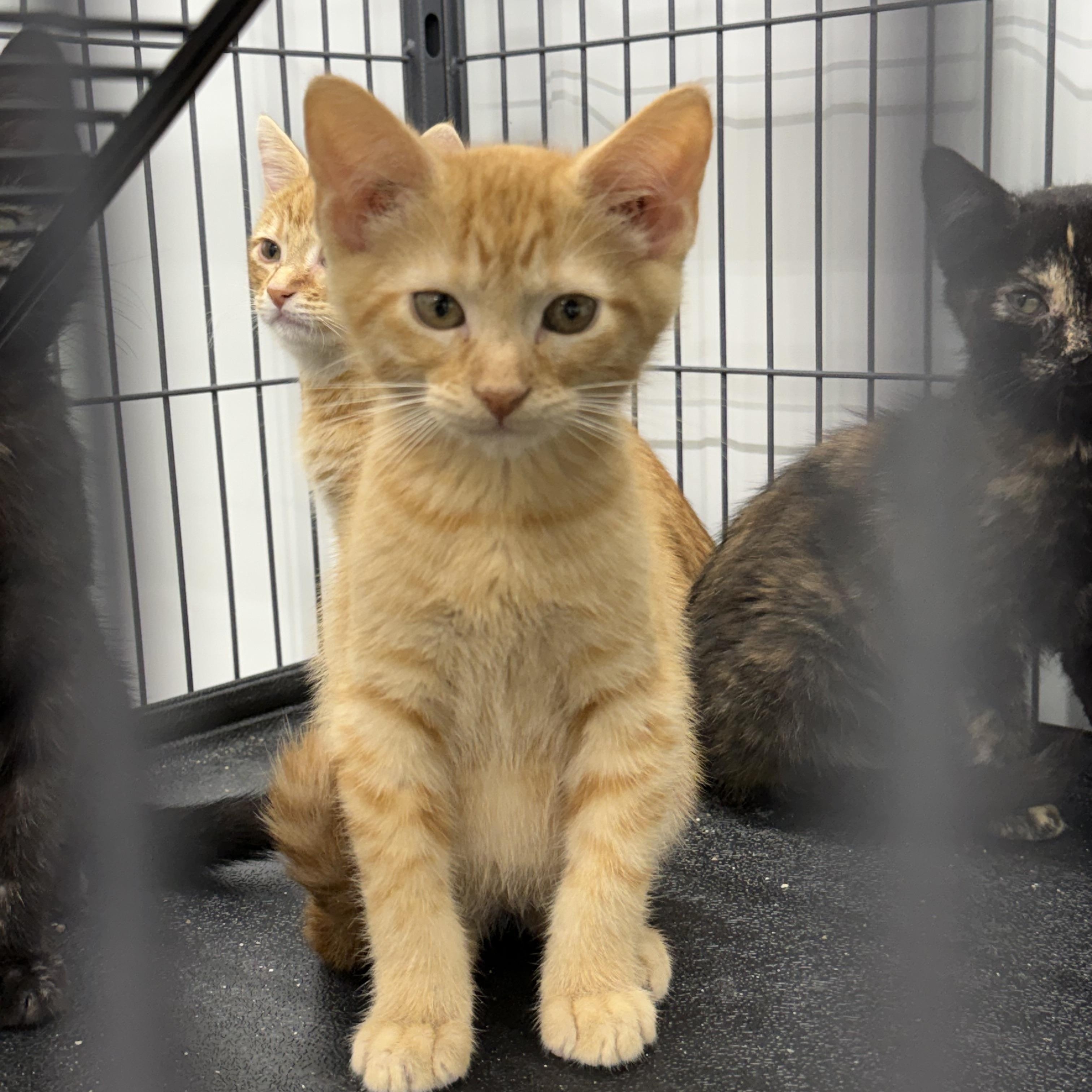 Twix, ADOPTABLE, Kitten Male Domestic Short Hair.