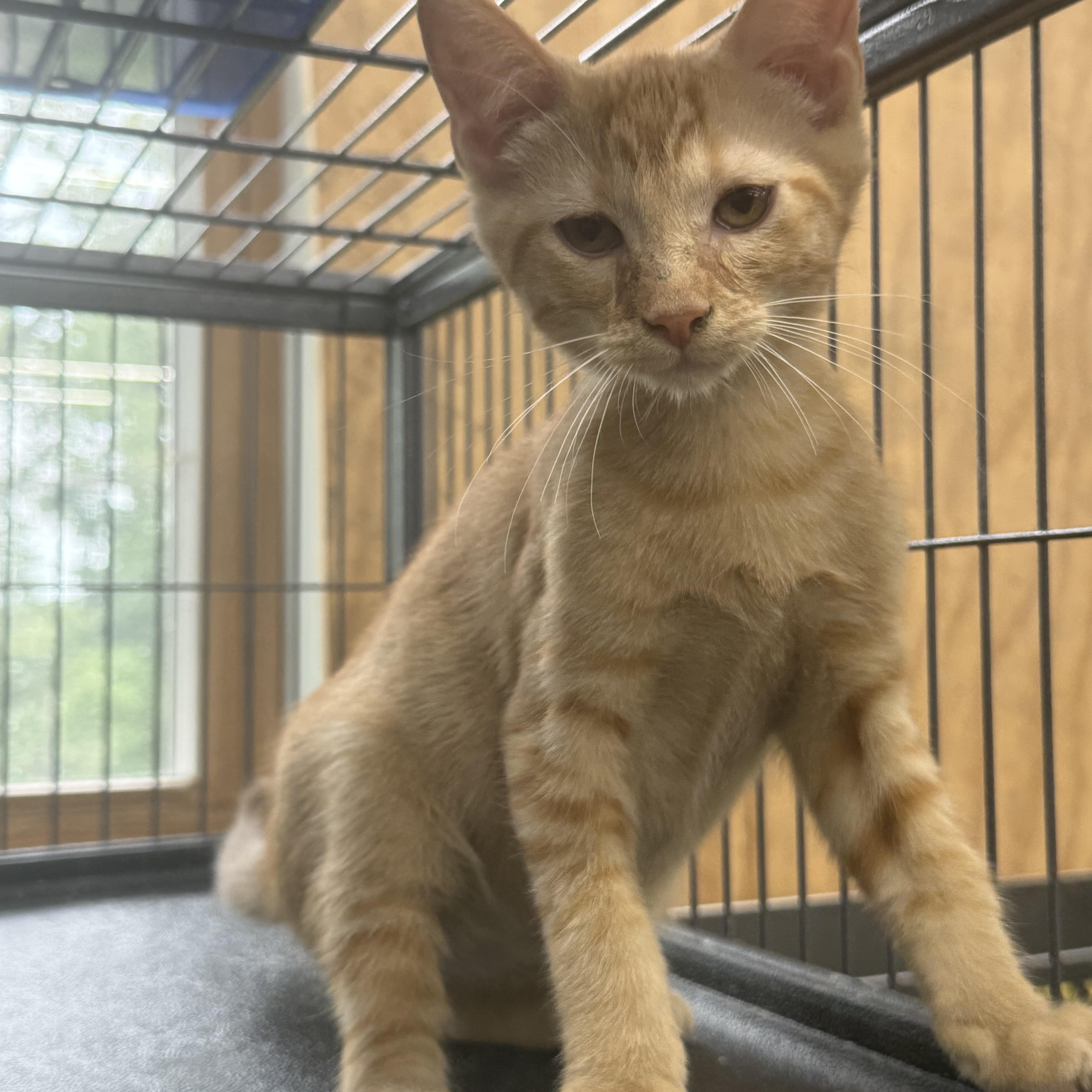 Twix, a ADOPTABLE Domestic Short Hair in Richmond, MO image 2/2