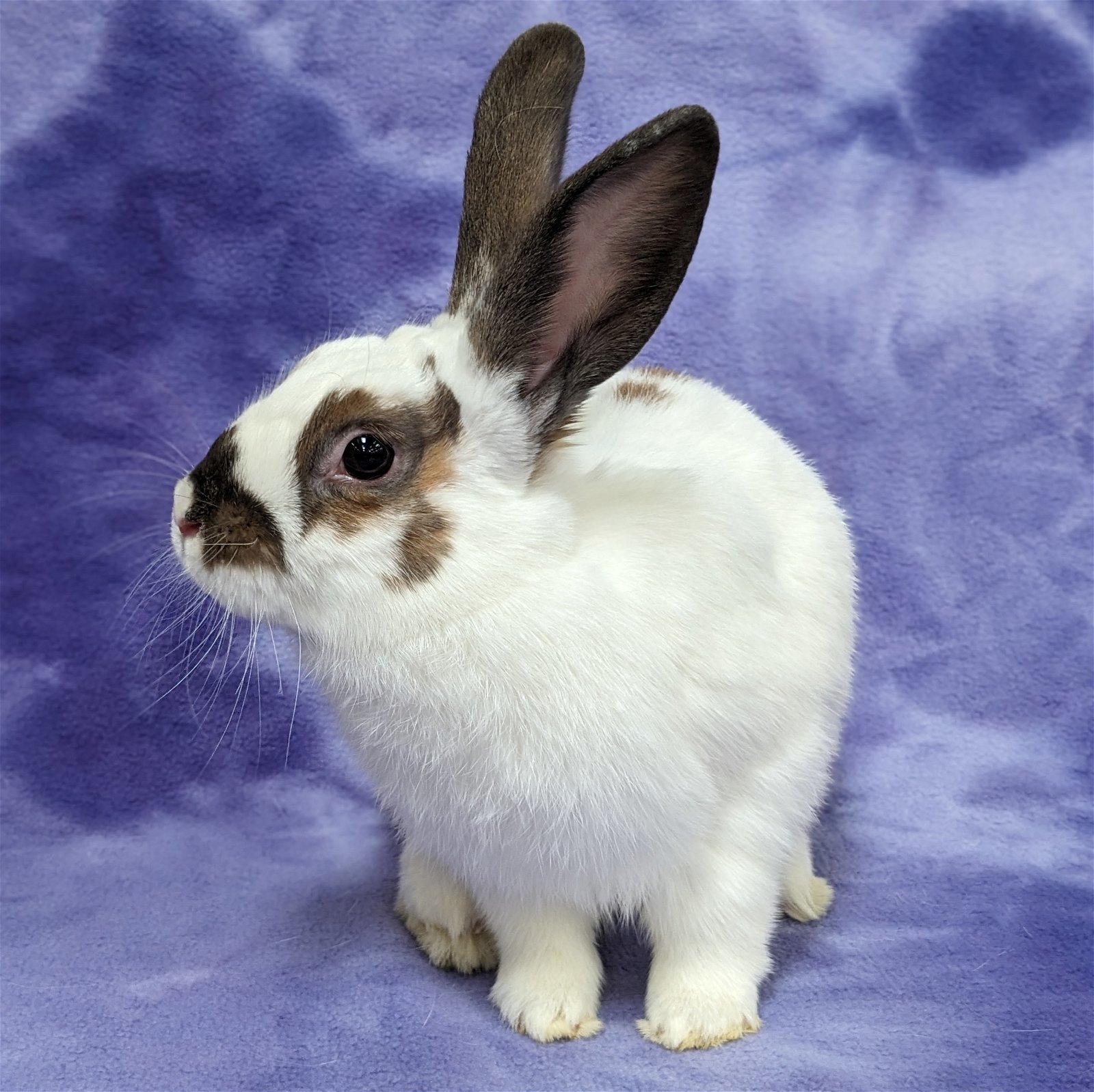 Enlarge Daniel, a Adoptable mixed breed in Antioch, CA image 3/4