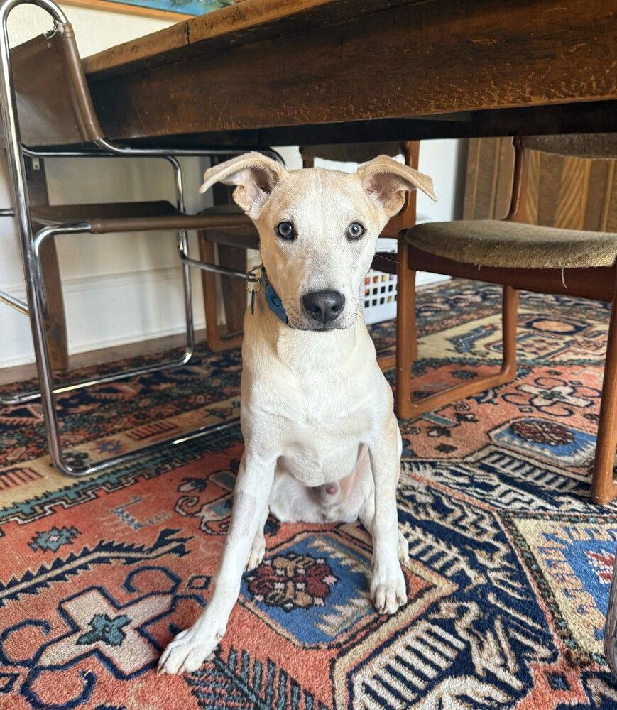 Enlarge Roadie, a Adoptable Whippet in Candler, NC image 1/3