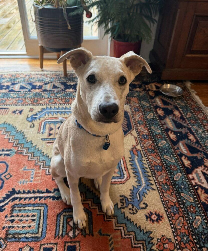 Enlarge Roadie, a Adoptable Whippet in Candler, NC image 2/3