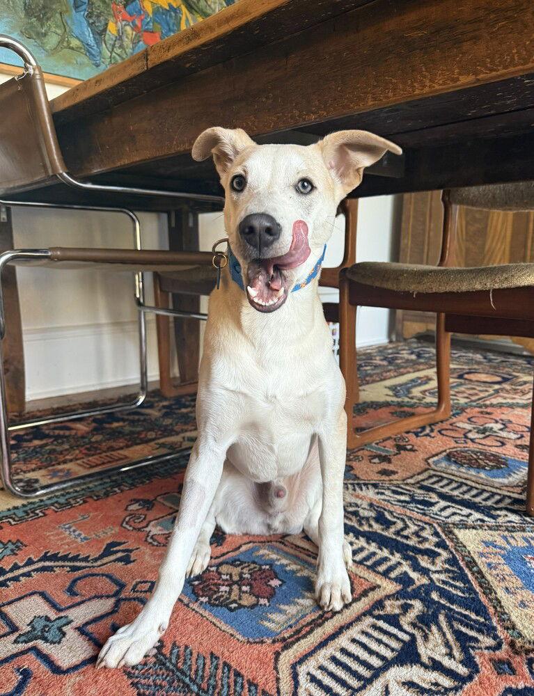 Enlarge Roadie, a Adoptable Whippet in Candler, NC image 3/3