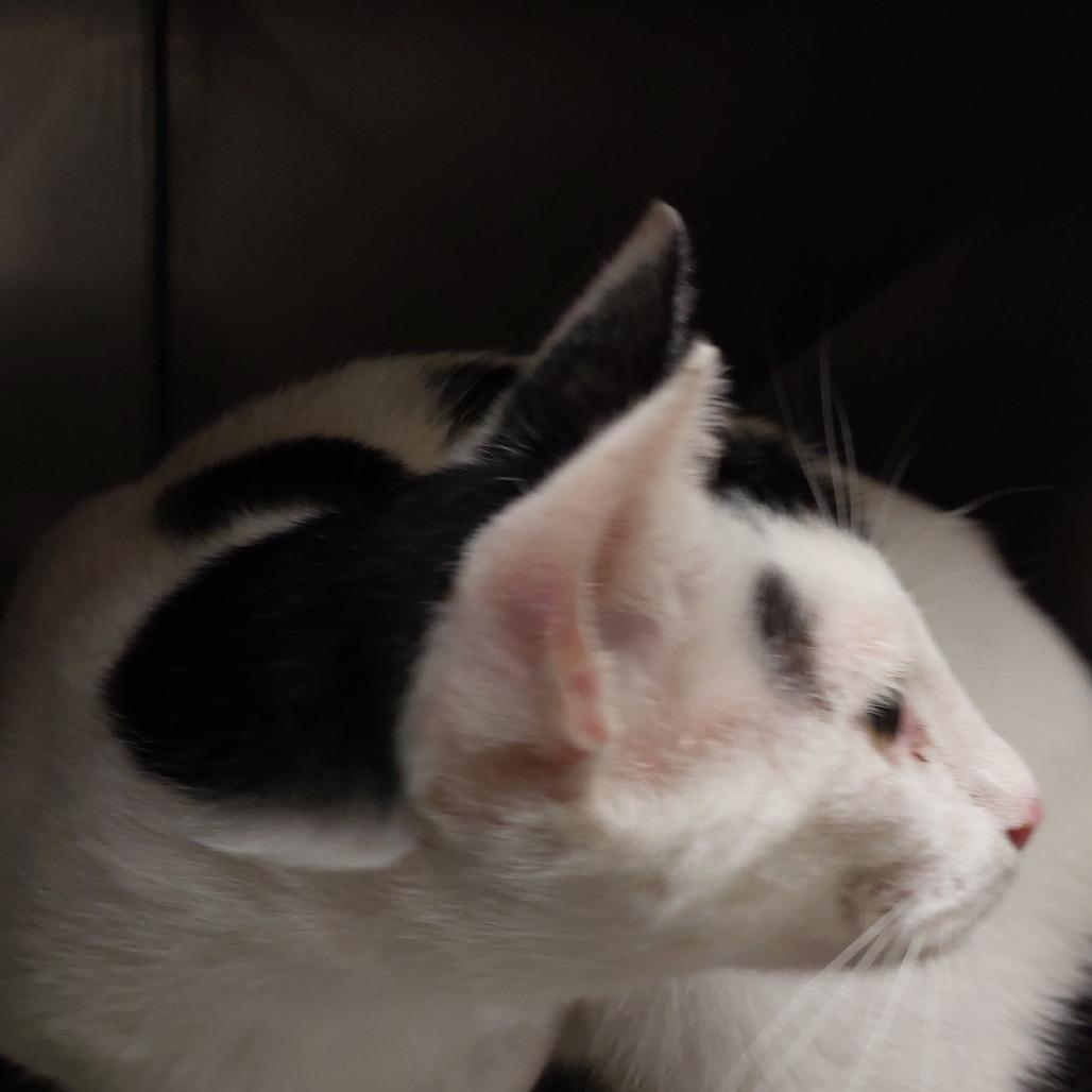 Phil, Adoptable, Young Male Domestic Short Hair.