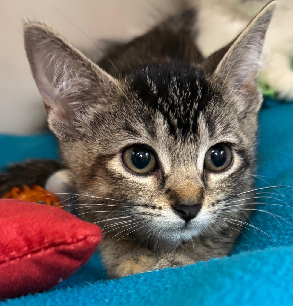 Alexia, ADOPTABLE, Kitten Female Domestic Short Hair.