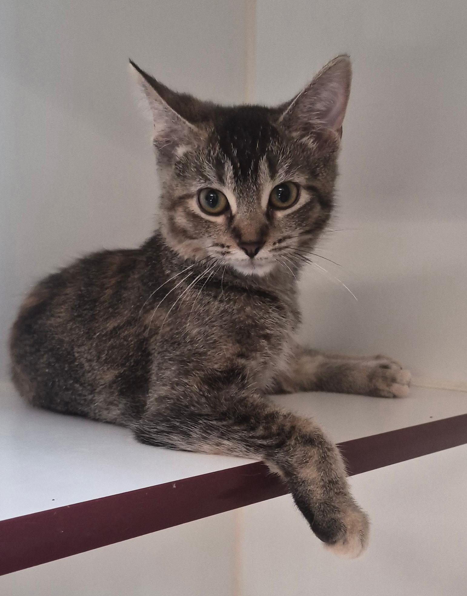 Alexia, ADOPTABLE, Kitten Female Domestic Short Hair.