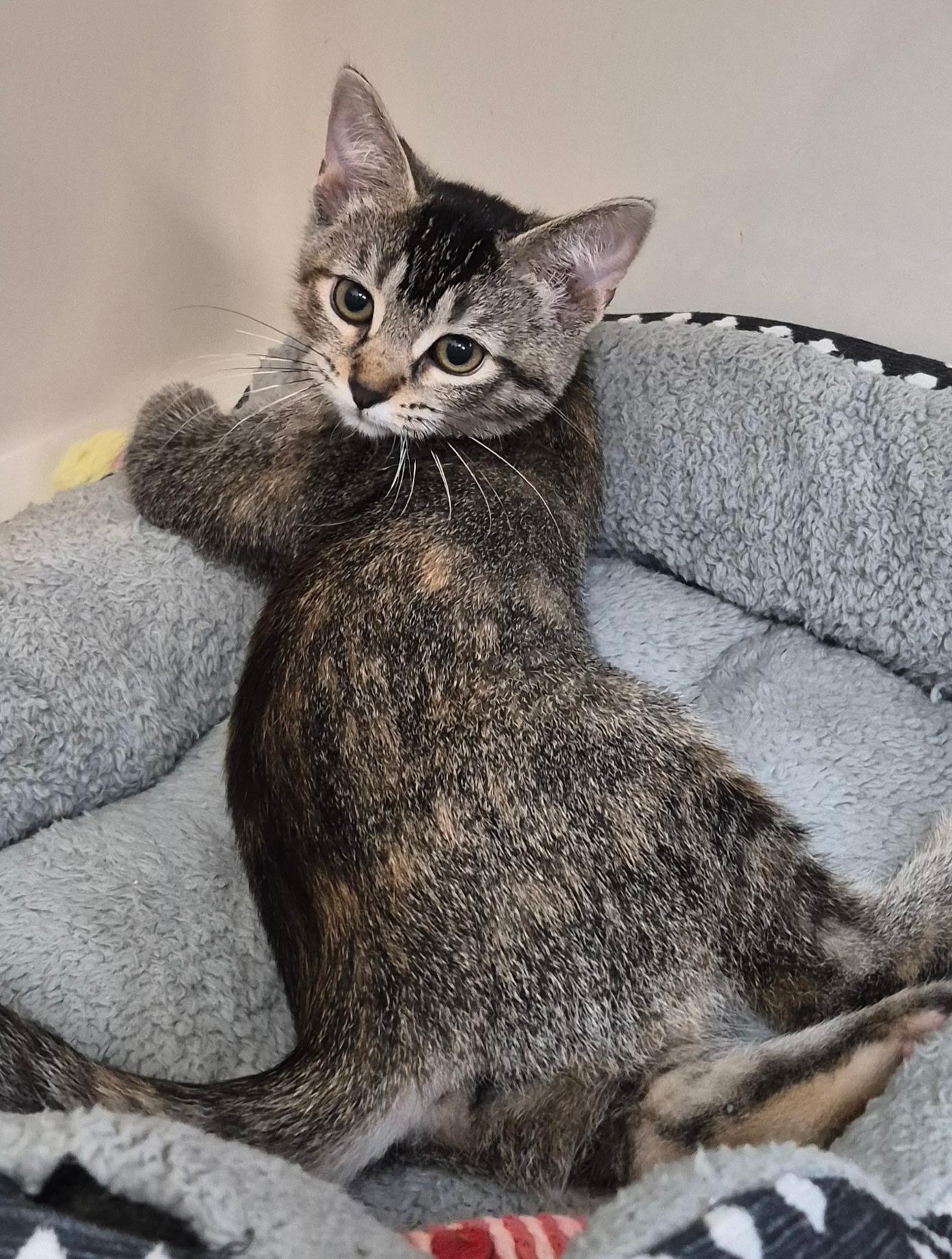 Enlarge Alexia, a ADOPTABLE Domestic Short Hair in Tomah, WI image 3/3