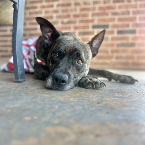 Honey Lee, a Adoptable mixed breed in Edmond, OK image 1/5
