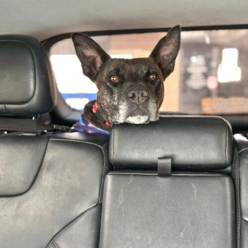 Enlarge Honey Lee, a Adoptable mixed breed in Edmond, OK image 1/5