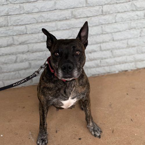 Enlarge Honey Lee, a Adoptable mixed breed in Edmond, OK image 1/6