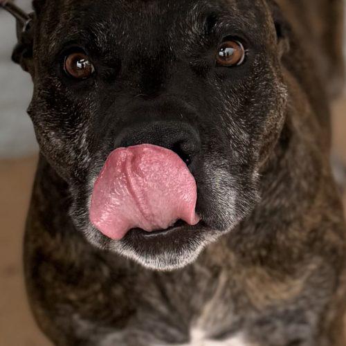 Enlarge Honey Lee, a Adoptable mixed breed in Edmond, OK image 2/6