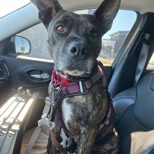 Enlarge Honey Lee, a Adoptable mixed breed in Edmond, OK image 2/5