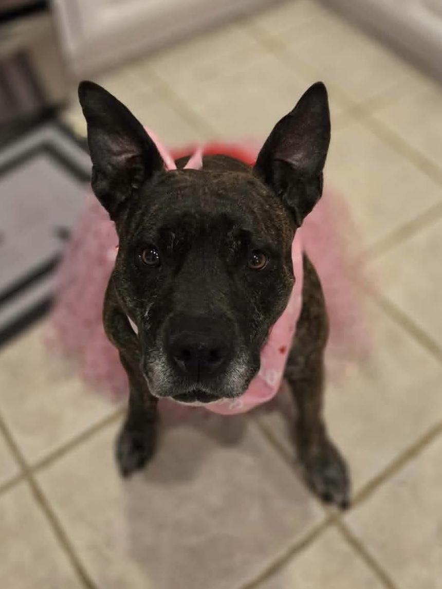 Enlarge Honey Lee, a Adoptable mixed breed in Edmond, OK image 3/5