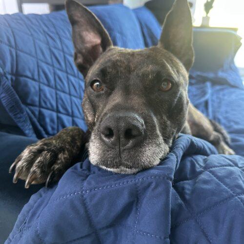 Enlarge Honey Lee, a Adoptable mixed breed in Edmond, OK image 3/5