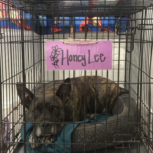 Enlarge Honey Lee, a Adoptable mixed breed in Edmond, OK image 4/5