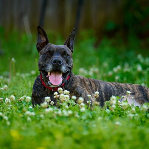 Enlarge Honey Lee, a Adoptable mixed breed in Edmond, OK image 3/6