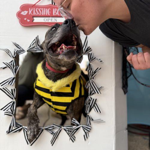 Enlarge Honey Lee, a Adoptable mixed breed in Edmond, OK image 4/6