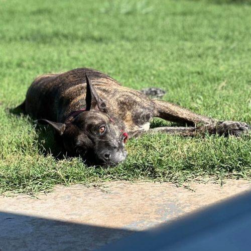 Honey Lee, a Adoptable mixed breed in Edmond, OK image 5/6