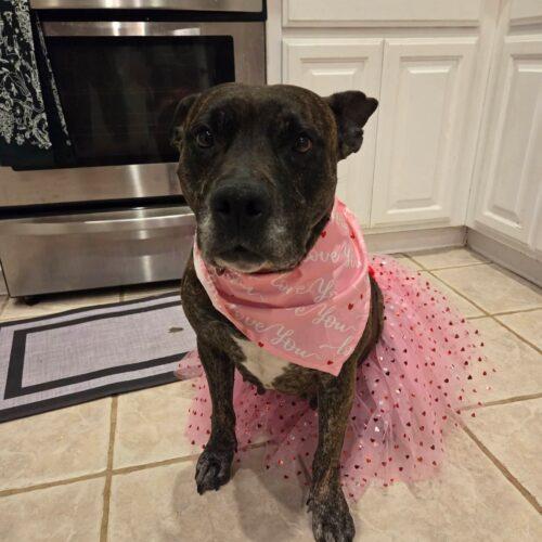 Enlarge Honey Lee, a Adoptable mixed breed in Edmond, OK image 5/5