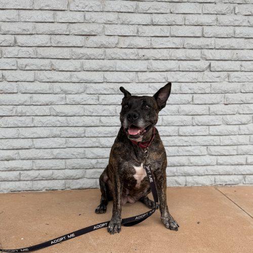 Enlarge Honey Lee, a Adoptable mixed breed in Edmond, OK image 5/6