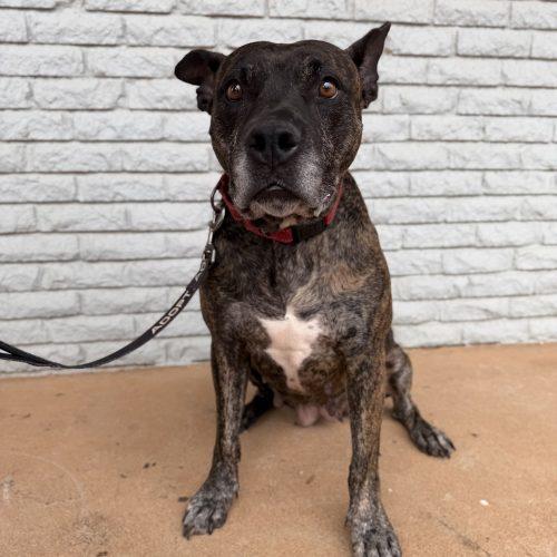 Enlarge Honey Lee, a Adoptable mixed breed in Edmond, OK image 6/6