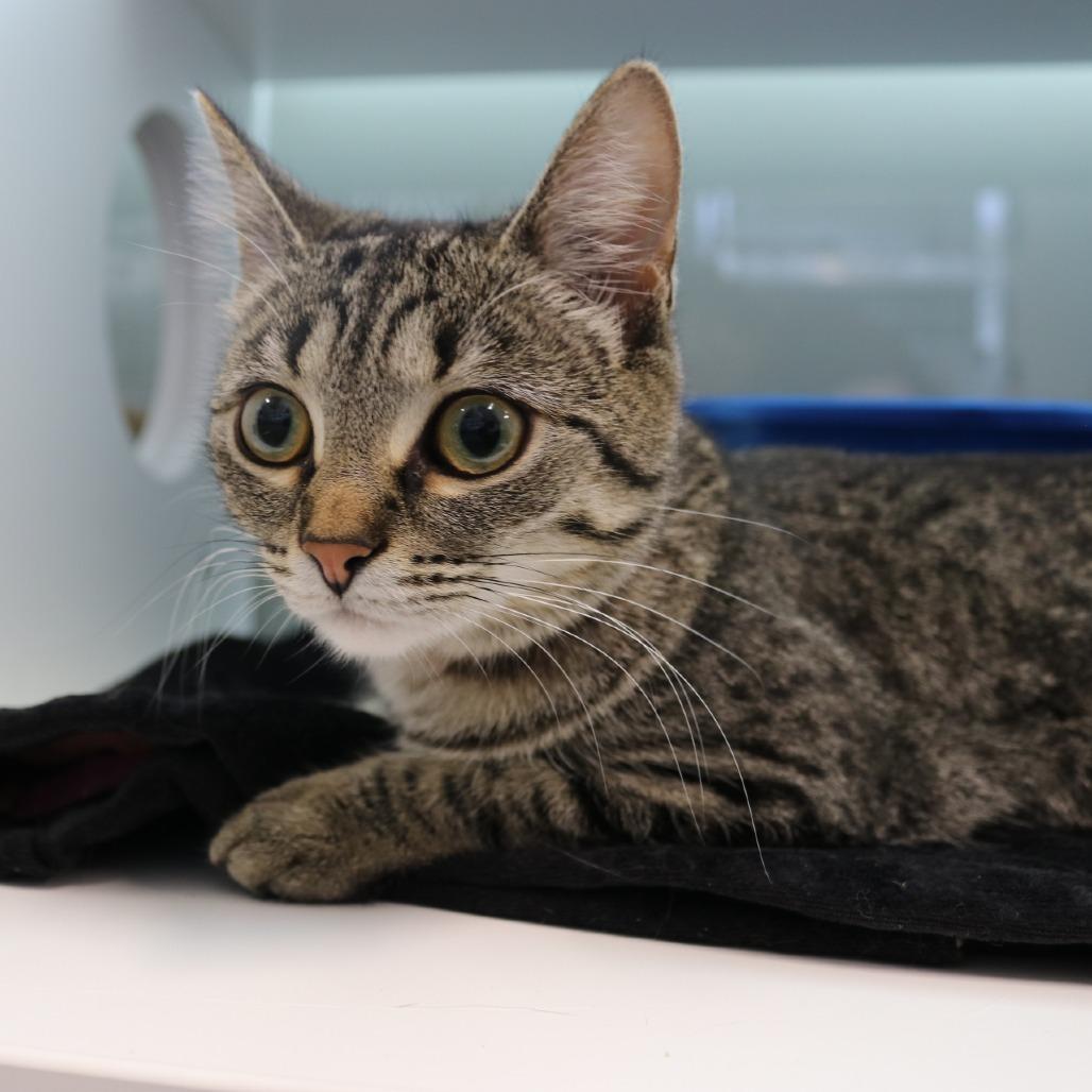 Enlarge Pepper, a Adoptable Domestic Short Hair in Saint Cloud, MN image 1/6