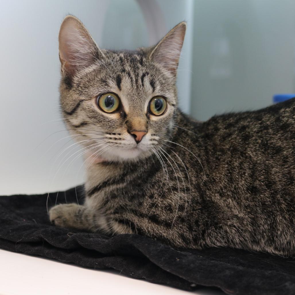 Enlarge Pepper, a Adoptable Domestic Short Hair in Saint Cloud, MN image 2/6