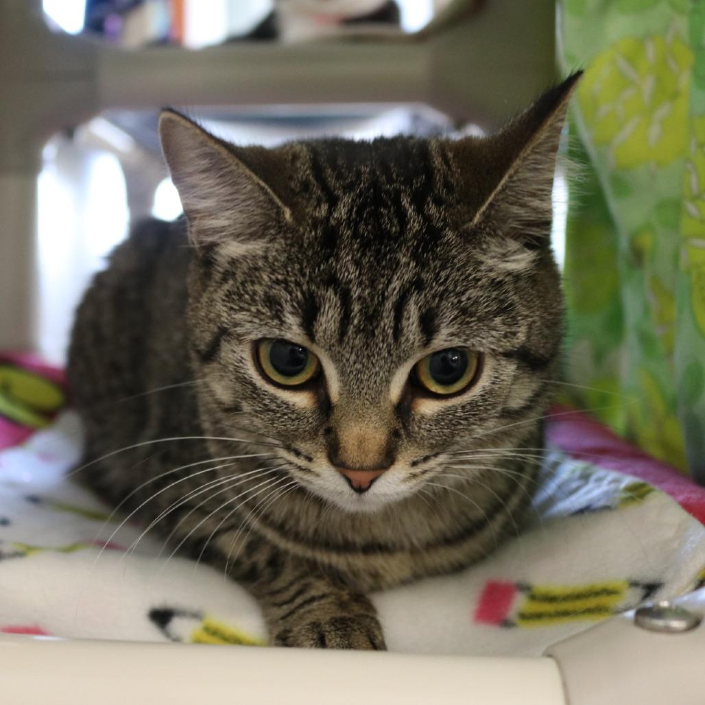 Pepper, Adoptable, Young Female Domestic Short Hair.