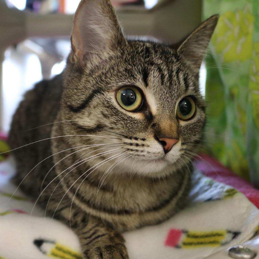 Enlarge Pepper, a Adoptable Domestic Short Hair in Saint Cloud, MN image 4/6