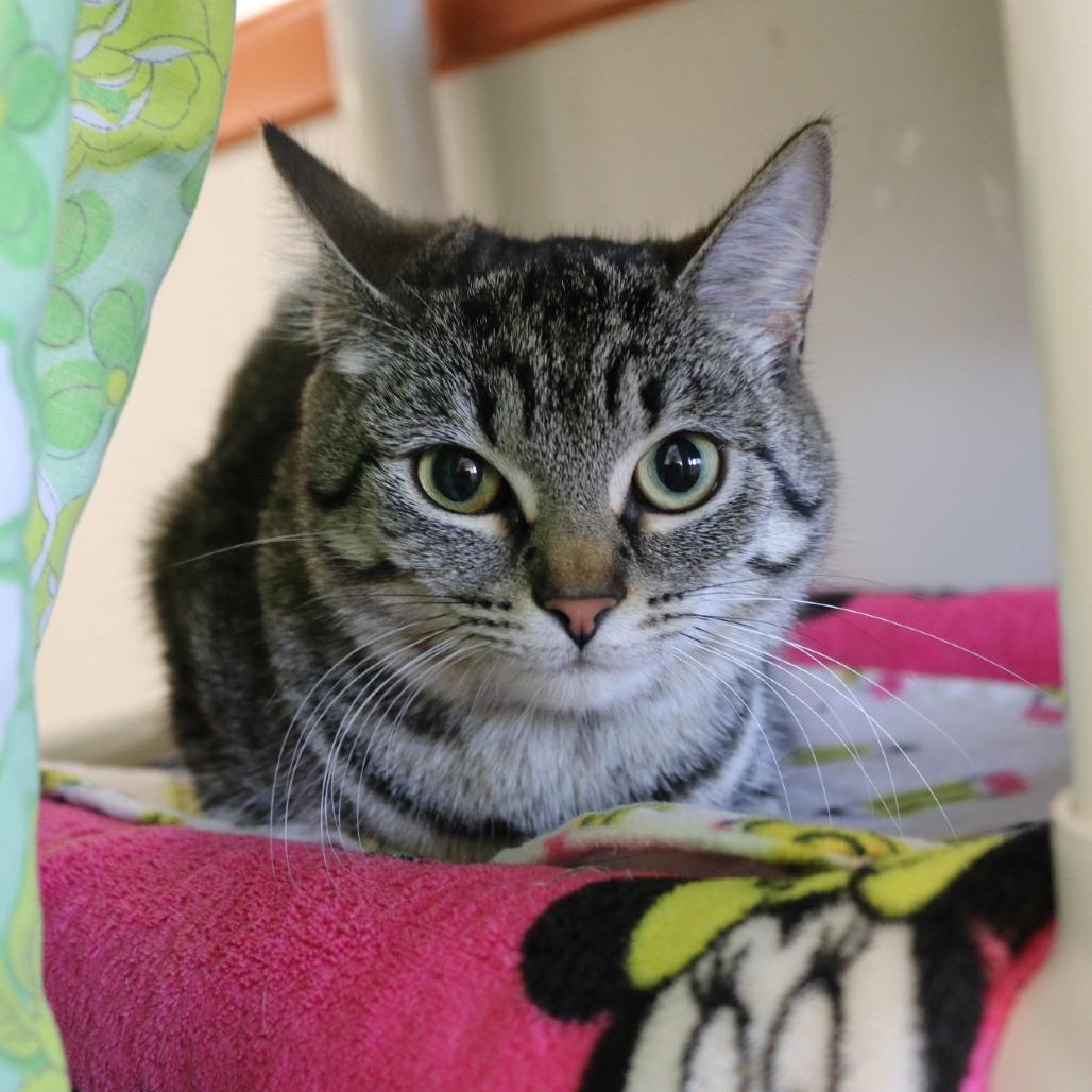 Enlarge Pepper, a Adoptable Domestic Short Hair in Saint Cloud, MN image 5/6