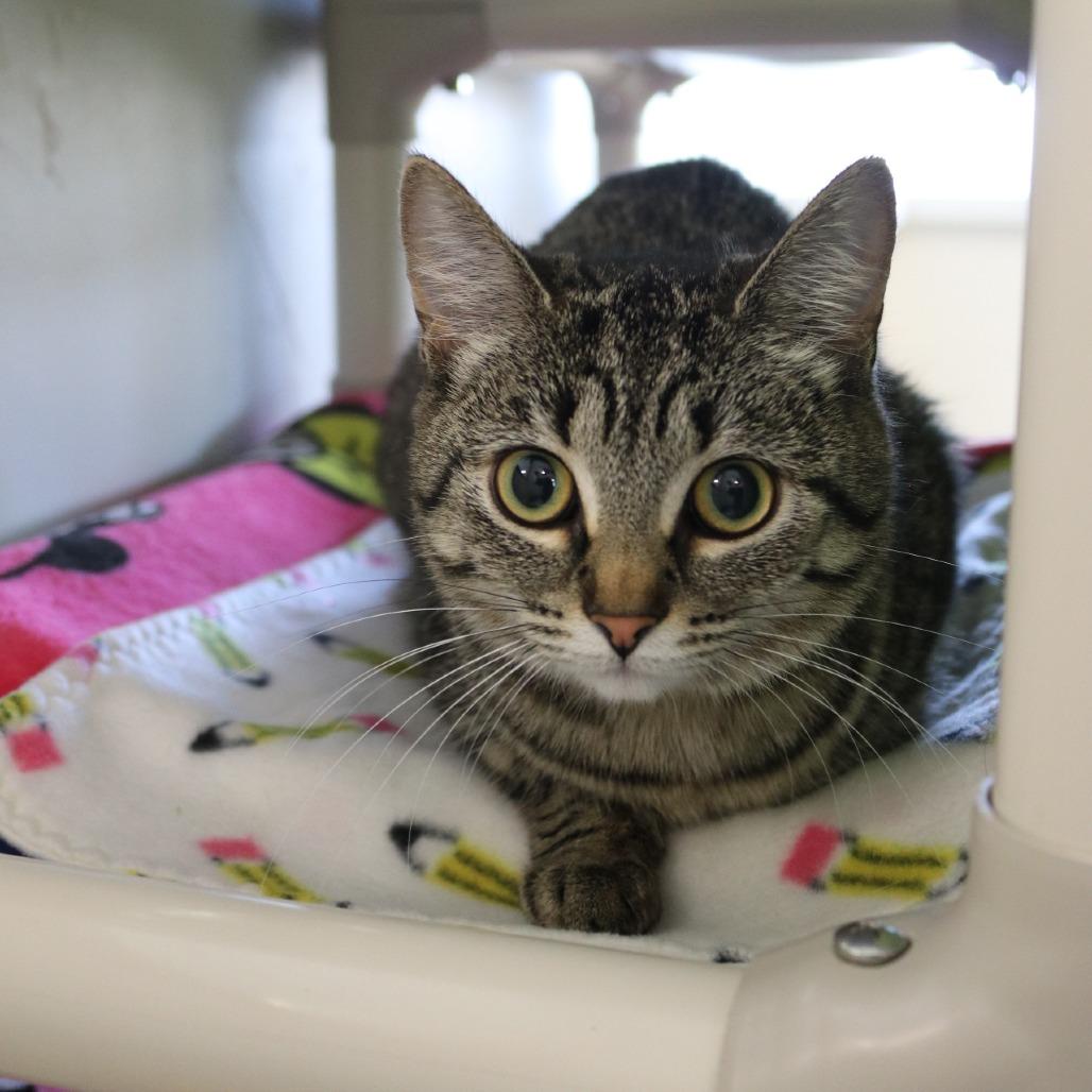 Enlarge Pepper, a Adoptable Domestic Short Hair in Saint Cloud, MN image 6/6