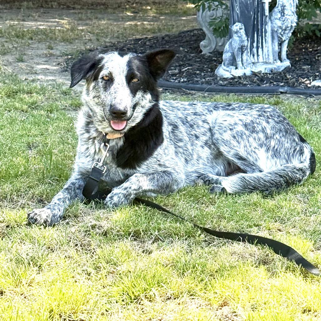 Enlarge Ella, a Adoptable mixed breed in Fresno, CA image 1/6