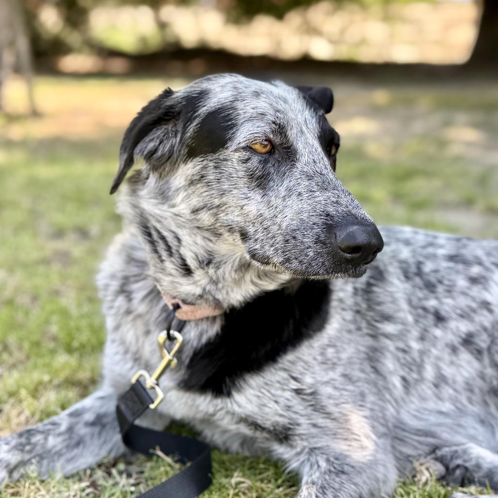 Enlarge Ella, a Adoptable mixed breed in Fresno, CA image 6/6