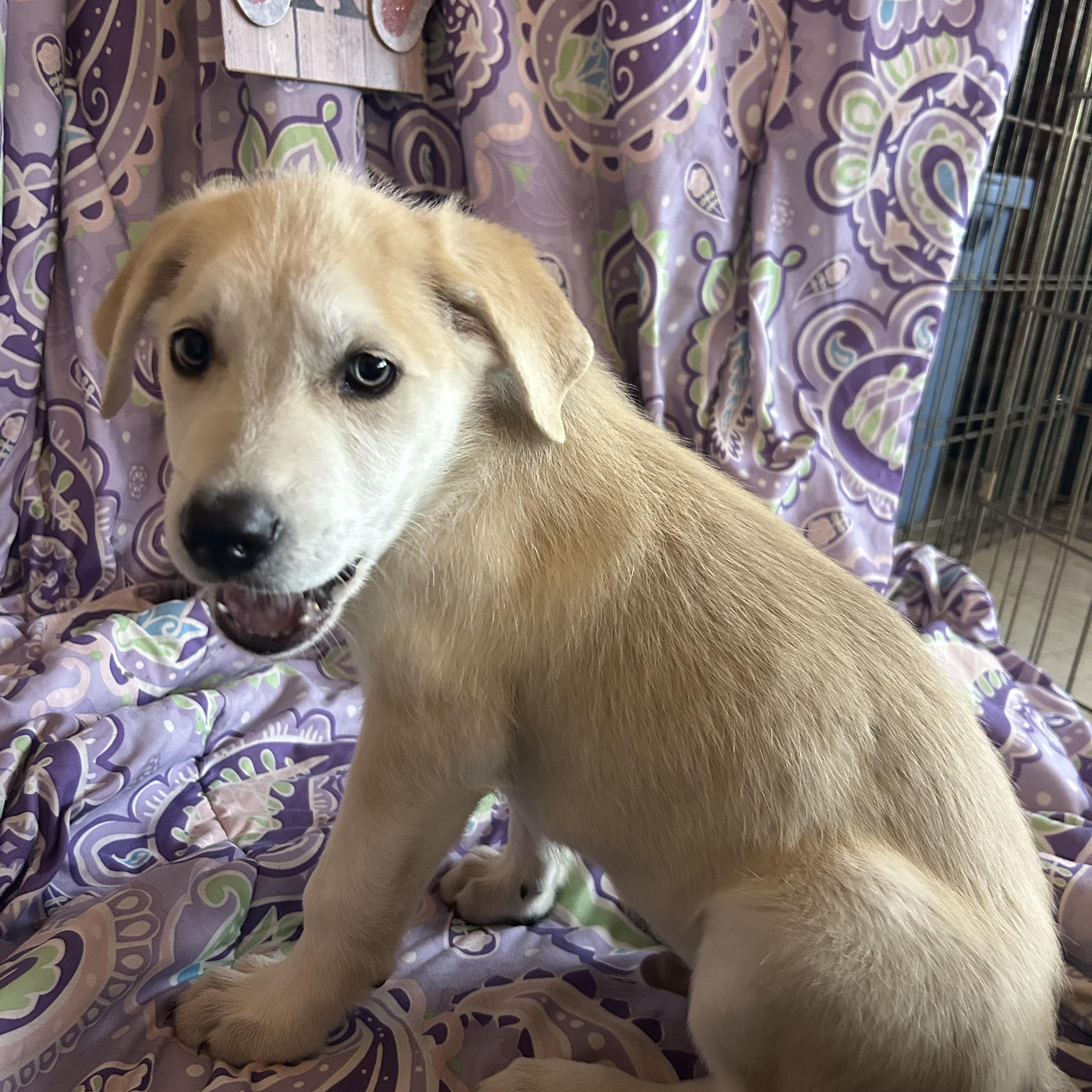 Enlarge Madeline, a Adoptable mixed breed in Madison Heights, MI image 2/5