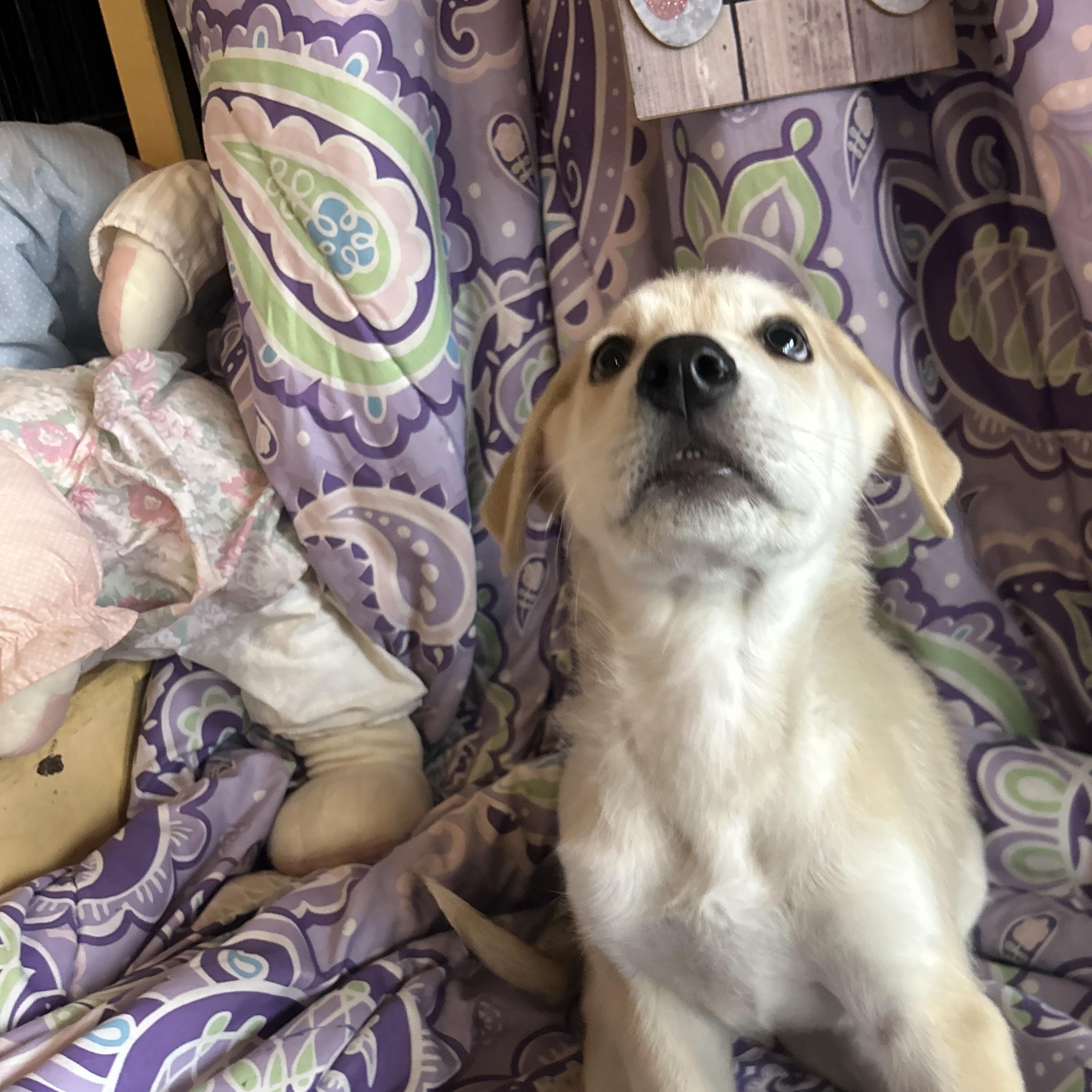 Enlarge Madeline, a Adoptable mixed breed in Madison Heights, MI image 5/5