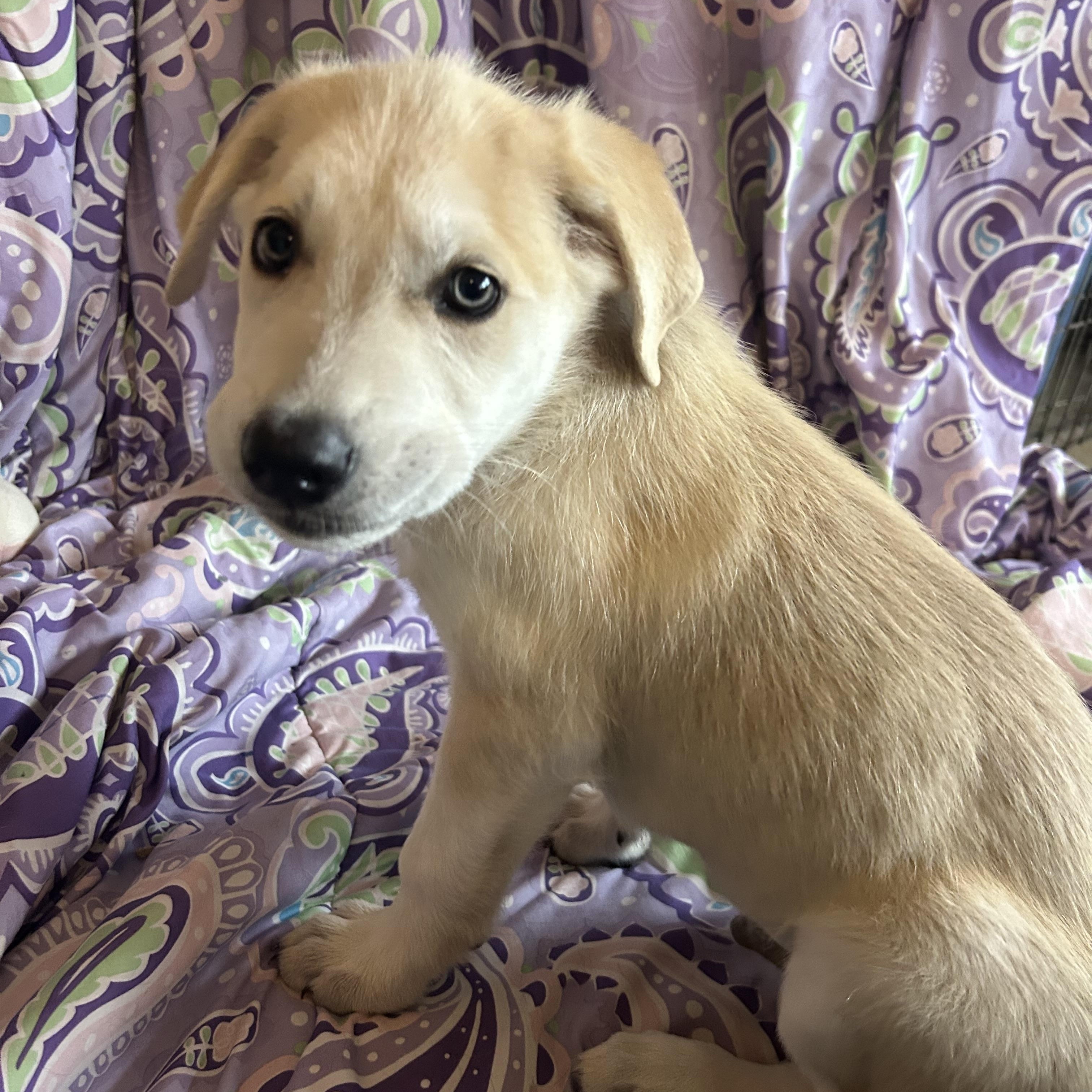 Enlarge Madeline, a Adoptable mixed breed in Madison Heights, MI image 4/5